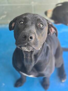 Rescue Pit Bull Terrier and Labrador Retriever Dogs for Adoption in Danielsville, Georgia - Mk | PetCurious