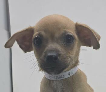 Chihuahua and Pug Dogs Available for Adoption - Barbaro | PetCurious