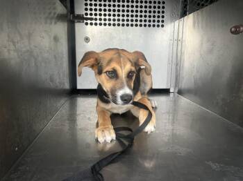 German Shepherd Dog and Mixed Breed Dogs Available for Adoption in Rowlett, Texas - CINDER | PetCurious