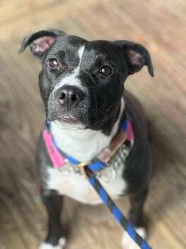 Margie (AVAILABLE 10/12) -  Mixed Breed Dog for Adoption in Leverett, Massachusetts - Margie (AVAILABLE 10/12) | PetCurious
