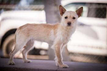 Trixie -  Terrier Dog for Adoption in Twentynine Palms, California - Trixie | PetCurious