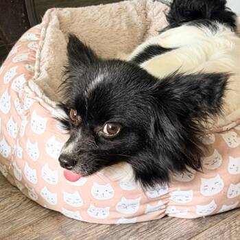 Colette -  Papillon Dog for Adoption in Sinking Spring, Pennsylvania - Colette | PetCurious