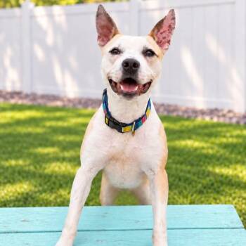 LEO -  Mixed Breed Dog for Adoption in Cranston, Rhode Island - LEO | PetCurious