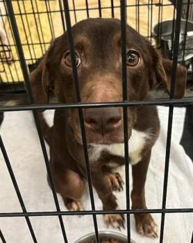 MONA -  Retriever Dog for Adoption in Elizabethton, Tennessee - MONA | PetCurious