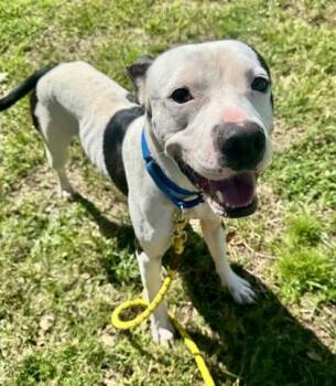 Macho -  Mixed Breed Dog for Adoption in Vero Beach, Florida - Macho | PetCurious