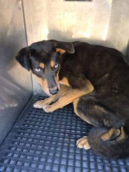 Shepherd Dogs Available for Adoption in Lawrenceville, Georgia - Ic-13 | PetCurious