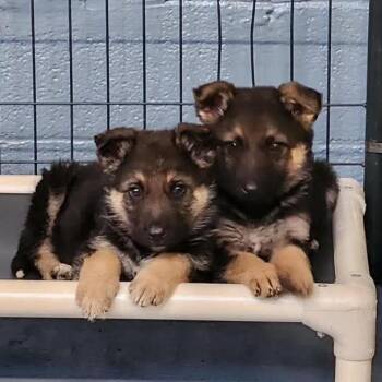 Mixed Breed Dogs Available for Adoption - Strudel | PetCurious