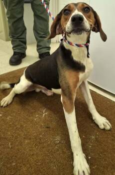 Buzz- Lightyear - Sponsored -  Treeing Walker Coonhound Dog for Adoption in Monterey, Virginia - Buzz- Lightyear - Sponsored | PetCurious