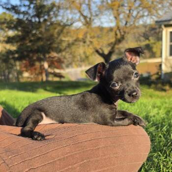 Cyril -  Chihuahua and Mixed Breed Dog for Adoption in Alma, Wisconsin - Cyril | PetCurious