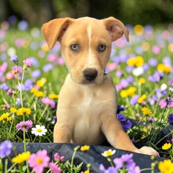 Labrador Retriever and Husky Dogs Available for Adoption in Hatfield, Pennsylvania - Lilith  | PetCurious