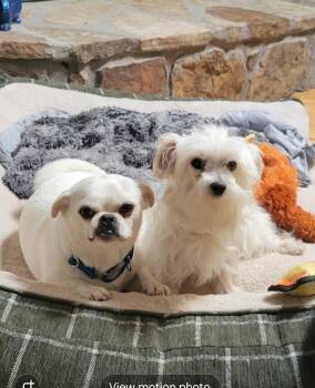 Millie -  Maltese Dog for Adoption in Crossville, Tennessee - Millie | PetCurious