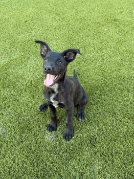 Labrador Retriever and Australian Cattle Dog Blue Heeler Dogs Available for Adoption in Henderson, Nevada - Brooklyn | PetCurious