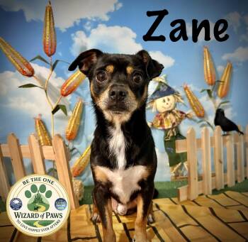 Chihuahua Dogs Available for Adoption in Arcadia, Florida - Zane | PetCurious
