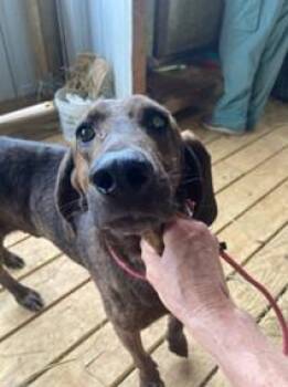 Rescue Plott Hound Dogs for Adoption in Cowen, West Virginia - HOLLIS | PetCurious