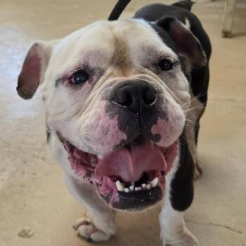 Snoop Dog -  Mixed Breed Dog for Adoption in Leander, Texas - Snoop Dog | PetCurious
