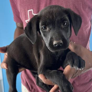 Rescue Black Labrador Retriever Dogs for Adoption in Brookshire, Texas - Relish - Local Dec 19-21 | PetCurious
