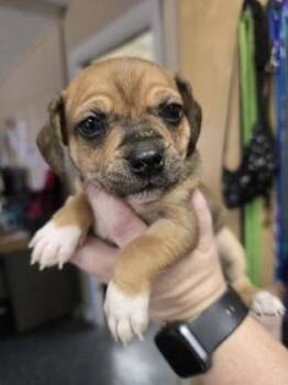 Tina -  Chihuahua and Mixed Breed Dog for Adoption in Roseville, California - Tina | PetCurious