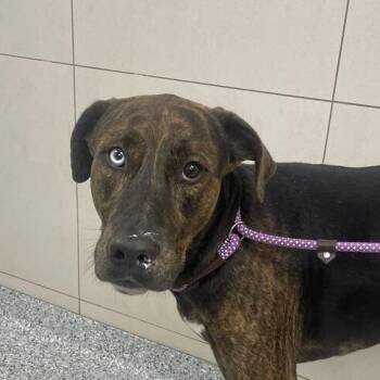 Paco -  Mixed Breed Dog for Adoption in Chicago, Illinois - Paco | PetCurious