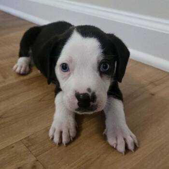 Asteroid -  Mixed Breed Dog for Adoption in Springboro, Ohio - Asteroid | PetCurious