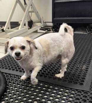 Roscoe -  Shih Tzu and Maltese Dog for Adoption in Cedar Rapids, Iowa - Roscoe | PetCurious