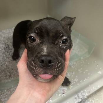 Marnie -  English Bulldog Dog for Adoption in East St. Louis, Illinois - Marnie | PetCurious