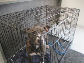CAPPY -  Pit Bull Terrier Dog for Adoption in Ocala, Florida - CAPPY | PetCurious