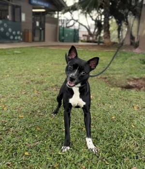 Terrier and Mixed Breed Dogs Available for Adoption in Honolulu, Hawaii - Otis | PetCurious