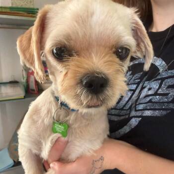 Rinse and Repeat -  Shih Tzu Dog Available for Adoption in San Antonio, Texas - Rinse And Repeat | PetCurious