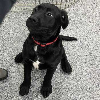 Jazz (Luna) -  Mixed Breed Dog for Adoption in Walker, Michigan - Jazz (Luna) | PetCurious