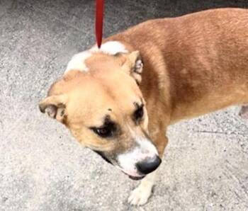 A658140 -  Black Mouth Cur Dog for Adoption in Houston, Texas - A658140 | PetCurious