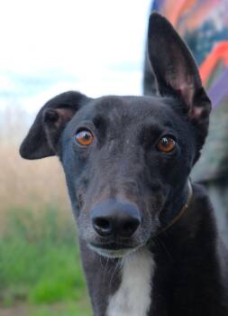 Basil -  Greyhound Dog for Adoption in Seattle, Washington - Basil | PetCurious