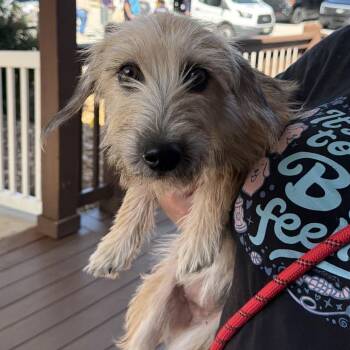 Mabel -  Mixed Breed Dog for Adoption in Saint Charles, Missouri - Mabel | PetCurious