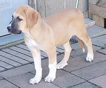BREW -  Saint Bernard Dog for Adoption in Louisville, Ohio - BREW | PetCurious