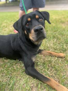Zeke -  Rottweiler Dog Available for Adoption in Houston, Texas - Zeke | PetCurious