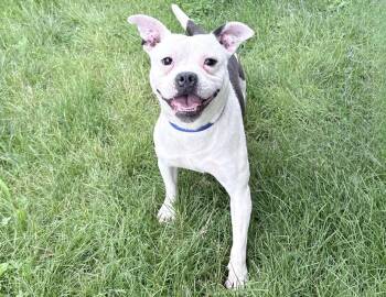 Pit Bull Terrier and Boxer Dogs Available for Adoption in Columbus, Indiana - Yoda | PetCurious