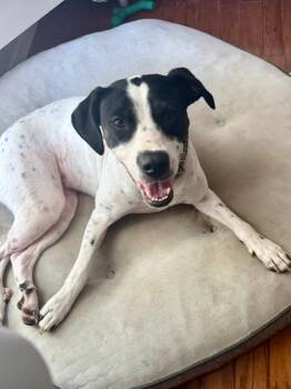 Emmy -  Pointer and Labrador Retriever Dog for Adoption in VERNON ROCKVL, Connecticut - Emmy | PetCurious