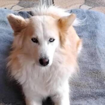 Siberian Husky Dogs Available for Adoption in New York, New York - Cardi | PetCurious