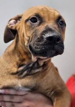 Liam FKA Dog 6 -  Mixed Breed Dog for Adoption in West Chester, Pennsylvania - Liam FKA Dog 6 | PetCurious