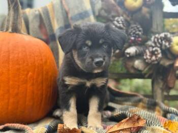 Rescue Chihuahua and Miniature Pinscher Dogs for Adoption in Tacoma, Washington - Sky | PetCurious