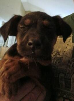 Lennie -  Beagle Dog for Adoption in Florissant, Missouri - Lennie | PetCurious