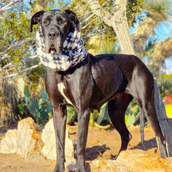 Rescue Great Dane Dogs for Adoption in Tehachapi, California - Lana | PetCurious