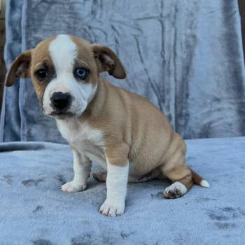 Mixed Breed Dogs Available for Adoption - Muffin  | PetCurious