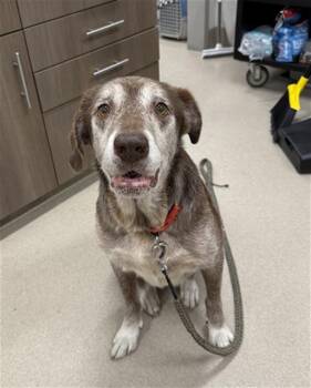 Rescue Labrador Retriever Dogs for Adoption in Baytown, Texas - MAYA | PetCurious