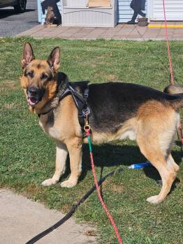 Rescue German Shepherd Dog Dogs for Adoption in Fleetwood, Pennsylvania - Ben | PetCurious
