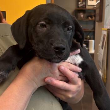 Mixed Breed Dogs Available for Adoption in Norman, Oklahoma - Dana | PetCurious