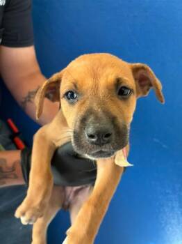 A256521 -  German Shepherd Dog and Mixed Breed Dog for Adoption in Visalia, California - A256521 | PetCurious