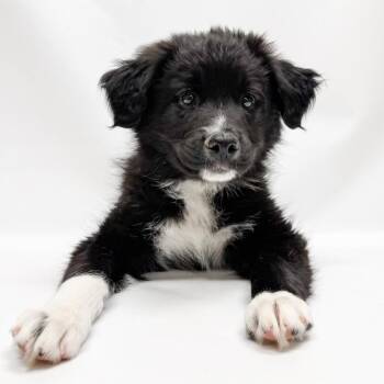 803 (2026) -  Australian Shepherd and Mixed Breed Dog for Adoption in Parker, Colorado - 803 (2026) | PetCurious