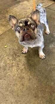 TOBY - ADOPTION PENDING -  French Bulldog Dog for Adoption in Ontario, California - TOBY - ADOPTION PENDING | PetCurious