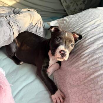 Angelica (Rugrats Litter) -  Mixed Breed Dog for Adoption in Alma, Michigan - Angelica (Rugrats Litter) | PetCurious