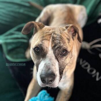 Rescue Pit Bull Terrier and American Staffordshire Terrier Dogs for Adoption in New York, New York - Declan | PetCurious